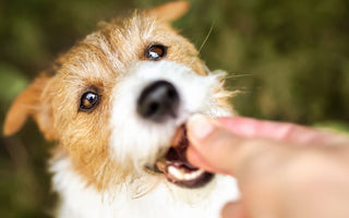 Are Pill Treats Safe for Your Furry Friend?