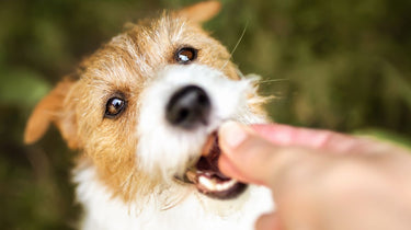 Are Pill Treats Safe for Your Furry Friend?