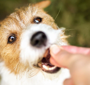 Are Pill Treats Safe for Your Furry Friend?