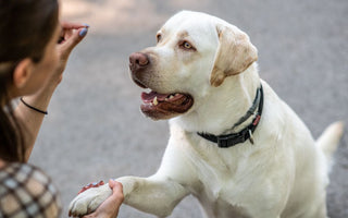 Comparing Pill Pouches and Pill Treats to Other Pill Delivery Methods for Dogs