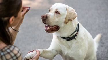 Comparing Pill Pouches and Pill Treats to Other Pill Delivery Methods for Dogs