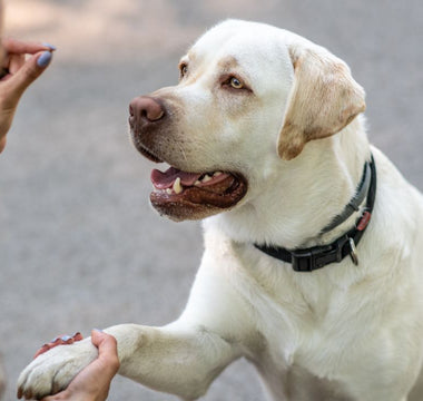 Comparing Pill Pouches and Pill Treats to Other Pill Delivery Methods for Dogs