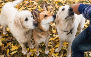 Happy Dogs, Happy Owners: The Benefits of Using Pill Pouches for Medication