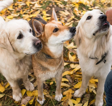 Happy Dogs, Happy Owners: The Benefits of Using Pill Pouches for Medication