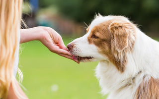 Pill Pouches vs. Traditional Methods: Which Is Best for Your Dog?