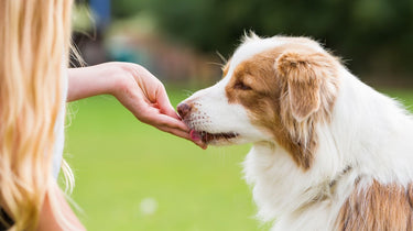 Pill Pouches vs. Traditional Methods: Which Is Best for Your Dog?