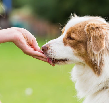 Pill Pouches vs. Traditional Methods: Which Is Best for Your Dog?