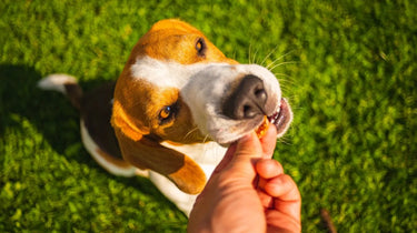 The Comprehensive Guide to Medi-Crunch Pill Pouches for Easy Dog Medication