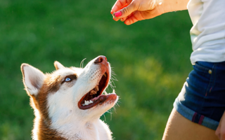 How to Train Your Dog to Take Pills Willingly