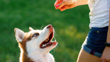 How to Train Your Dog to Take Pills Willingly